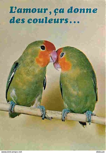 Postcard animals birds - -,