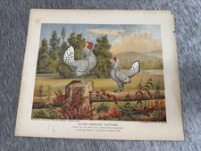Antique Silver Sebright Bantams Litho I. Porter Poultry World Art Animals 1878