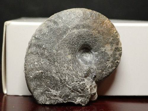 Ammonite neoprionoceras - ammonite, sp
