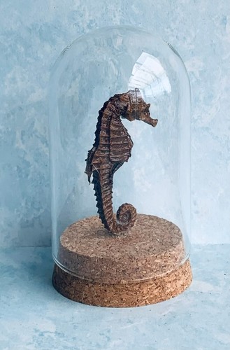 Hippocampe séché cheval - hippocampe,