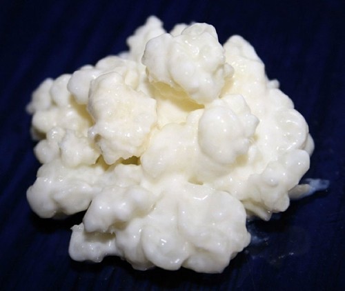 Champignon kéfir - champignon,