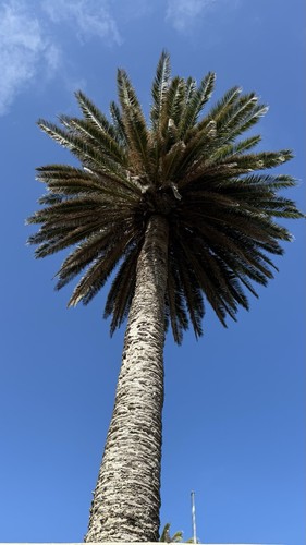 Phoenix canariensis graines - 10,