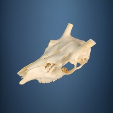 510KU Crane de cerf, bois de