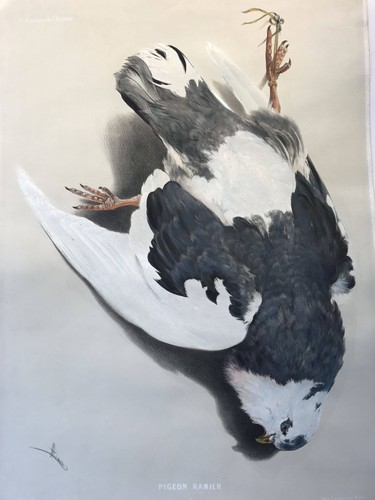 Pigeon ramier - pigeon,