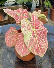 AUTHENTIC Caladium  Majestic 1 bulbs
