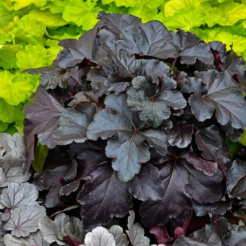 Plante vivace fleurie - , heuchera