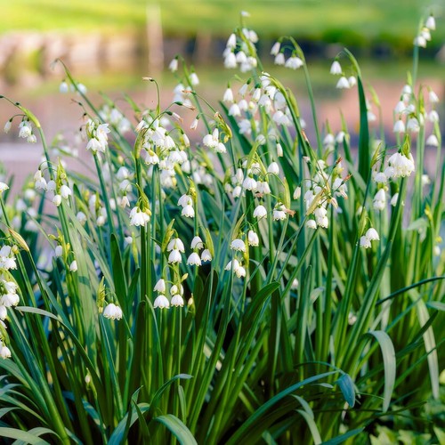 Leucojum gravetye giant - leucojum,