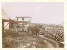 France, Vintage Citrate Print Trait Horse. Vintage France Citrate Print 