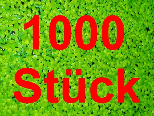 Lentilles eau 1000 - lentilles, d'eau