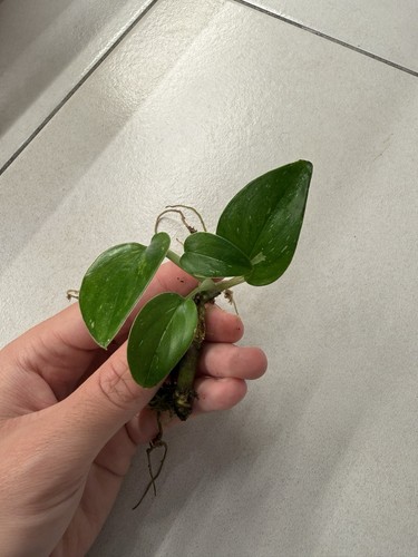 Monstera standleyana variegata - monstera,