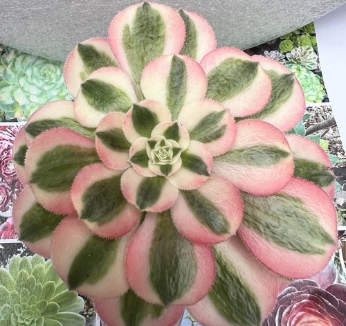 Aeonium pink witch - 🌺aeonium,