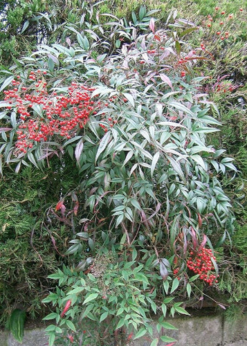 Graines nandina - de,
