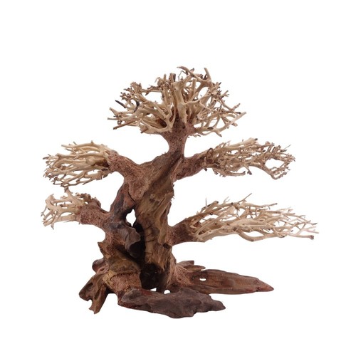 Classic bonsai arbre - arbre, l
