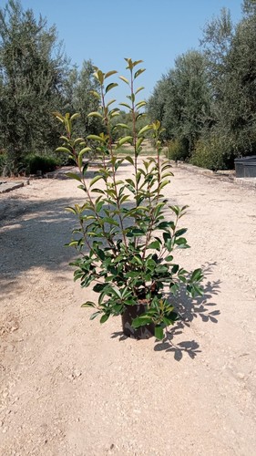 Plantes de photinia - n°,