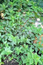 20 PLANTS de TRADESCANTIA