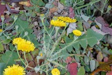 PISSENLIT GÉANT CANARI -