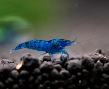 Crevettes Bleue "Blue Velvet"