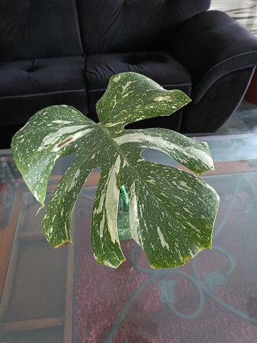 Monstera thai constellation - thai,