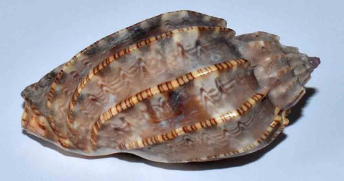 Sea shell coquillages - sea,