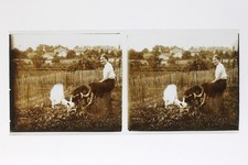France In a Field with Goats Photo Stereo T2L3n Vintage Glass Plate