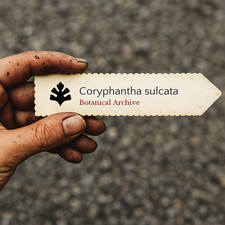 Coryphantha sulcata SEEDS -