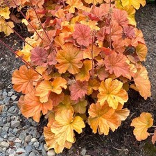 2 Heuchera Amber Lady – Red Orange Yellow Leaves – Live Plants 4” – No Pot