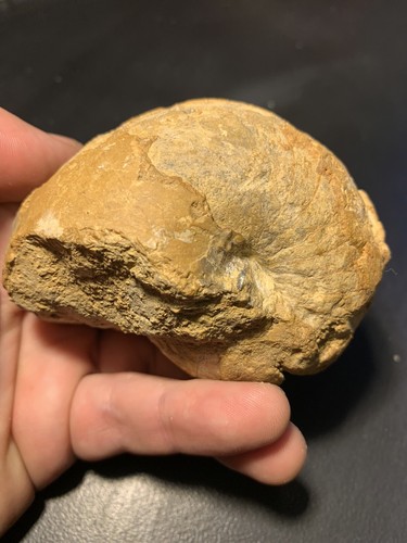 Nautile fossile - (ammonite),