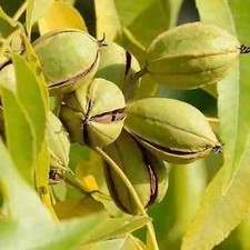 collection de 6 fruitiers exotiques rustiques pour votre jardin