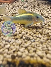 Gold Laser Corydoras CW010-We combine shipping!! Tank Bred