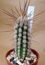 EULYCHNIA SAINT PIEANA  cactus