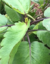 RARE KALANCHOE PINNATA miracle leaf air plants Bryophyllum Pinnatum 6" Lougarou