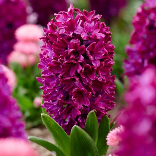 Bulbes jacinthe rustique - bulbes,