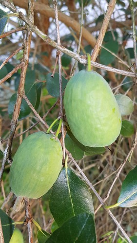Feijoa sellowiana goyave - feijoa, /