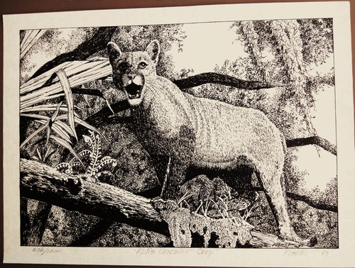 Lithographie felis concolor - lithographie,
