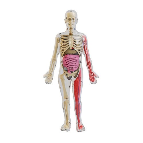 Modèle anatomie du - modèle, d'anatomie
