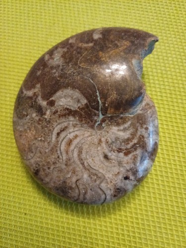 Ammonite goniatite maroc - ammonite,