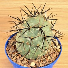 Tephrocactus alexanderi var