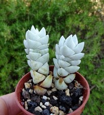 CRASSULA DECEPTOR plante