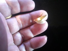 Dent De Requin Monté En