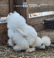 🌟 12 Oeufs de silkie us