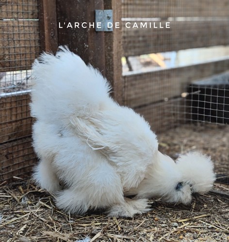 Oeufs de silkie us - 🌟,