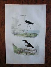 Gravure animaux 19°:Buffon:oiseaux: l'échasse...le cincle  par Edouard.Traviés