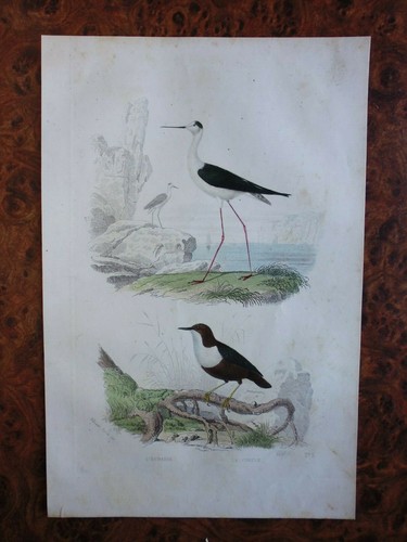 Gravure animaux