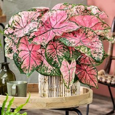 Caladium Tubercule coloré