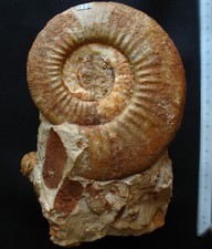 Bloc de 3 ammonites du