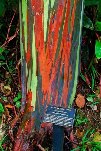 Eucalyptus deglupta - deglupta,