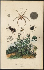 1839 Gravure aquarellée