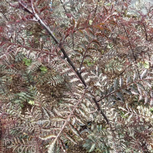 Zanthoxylum piperitum black - zanthoxylum, 'black