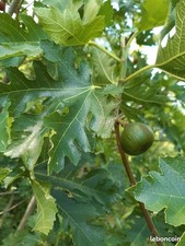 Lot 20 variétés de figuier