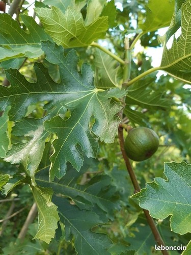Lot variétés figuier - lot,